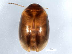 Image of Plate-thigh and Marsh Beetles