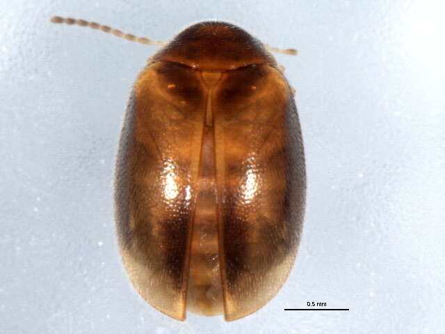 Image of Plate-thigh and Marsh Beetles