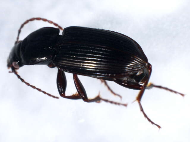 Image of Pterostichus (Bothriopterus) mutus (Say 1823)