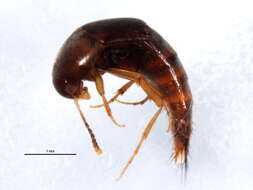 Image of Sepedophilus