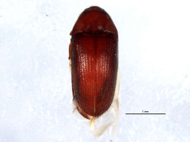 Image of Trixagus carinicollis (Schaeffer 1916)