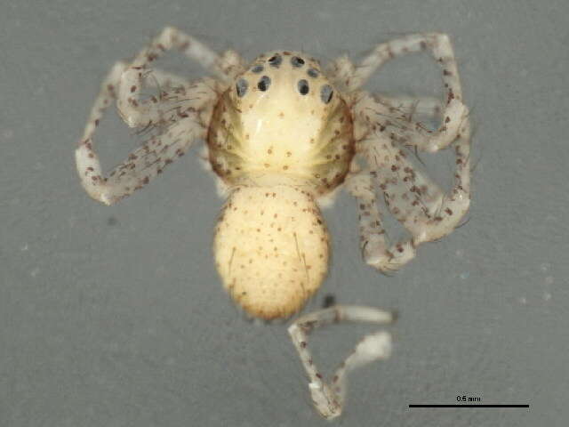 Image of Philodromus keyserlingi Marx 1890