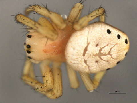 Image of Six-spotted Yellow Orbweaver