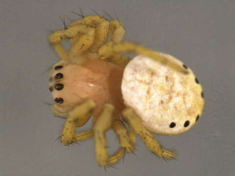 Image of Six-spotted Yellow Orbweaver