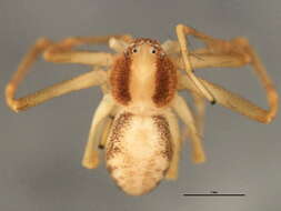 Image of Philodromus rufus vibrans Dondale 1964