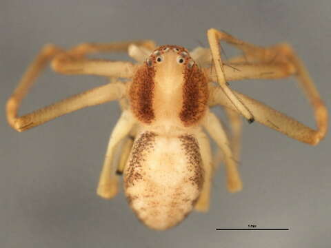 Image of Philodromus rufus vibrans Dondale 1964