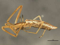 Image of Tetragnatha caudata Emerton 1884