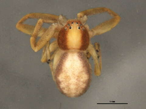 Image of Philodromus rufus vibrans Dondale 1964