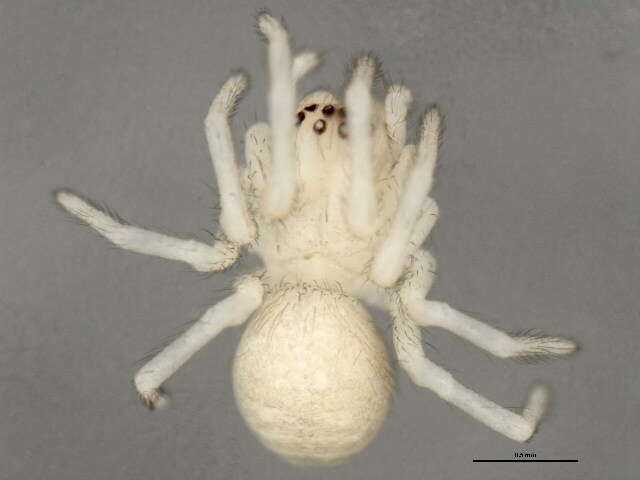 Image de Callobius bennetti (Blackwall 1846)