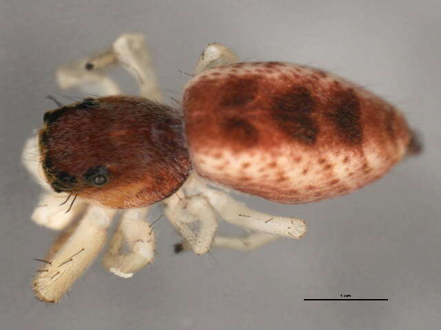 Image of White-Jawed Jumping Spider