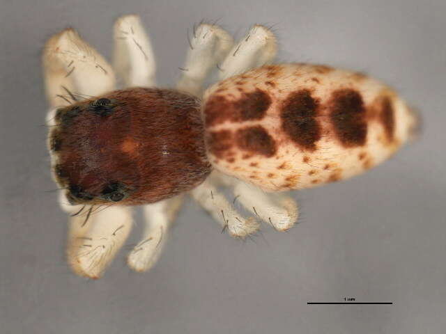 Image of White-Jawed Jumping Spider