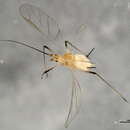 Image of Macrosiphum (Macrosiphum) impatientis (Williams & T. A. 1911)