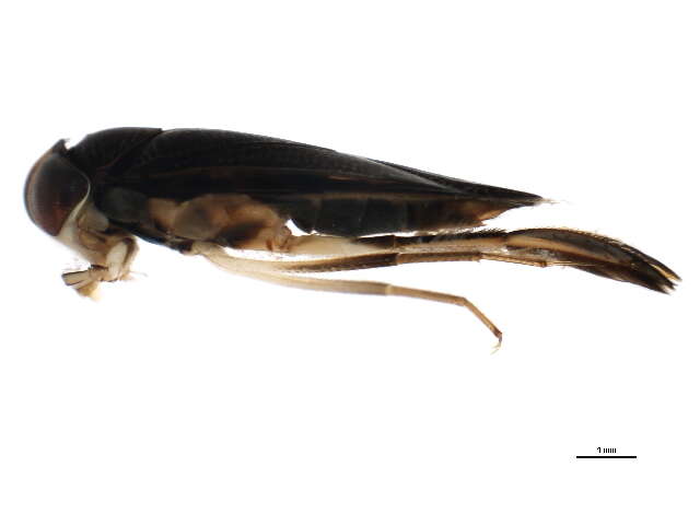 Image of Hesperocorixa atopodonta (Hungerford 1927)