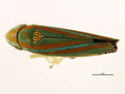 Image of Graphocephala versuta (Say 1830)