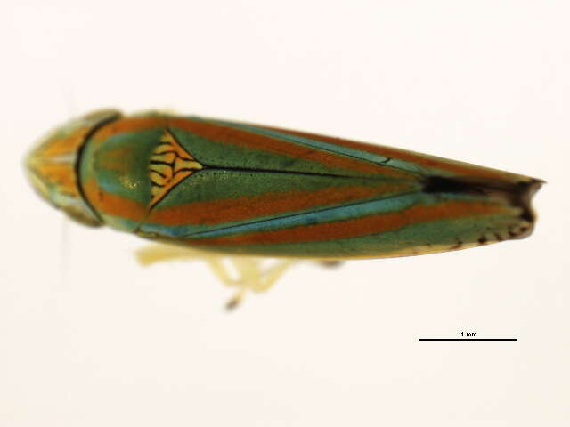 Image of Graphocephala versuta (Say 1830)