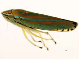 Image of Graphocephala versuta (Say 1830)