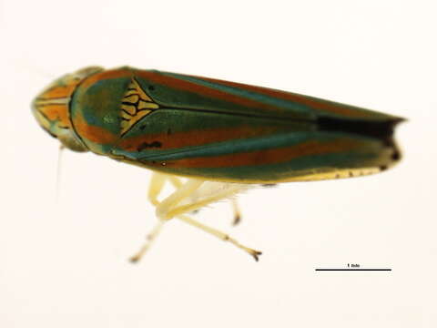 Image of Graphocephala versuta (Say 1830)