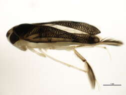 Image of Trichocorixa verticalis fenestrata Walley 1930
