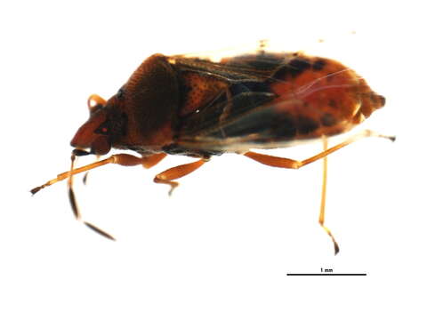 Image of Kleidocerys resedae geminatus (Say & T. 1831)