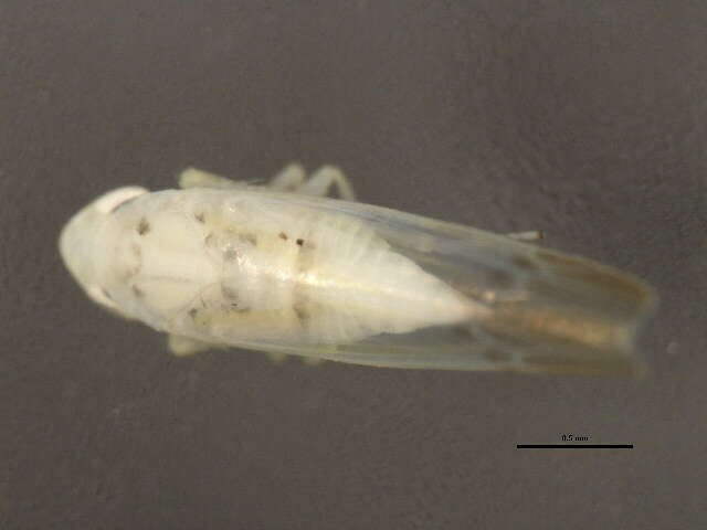 Image of Erythridula scytha (Auten & Johnson 1936)