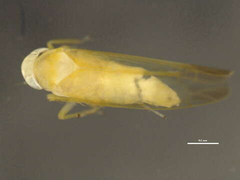 Image of Typhlocyba