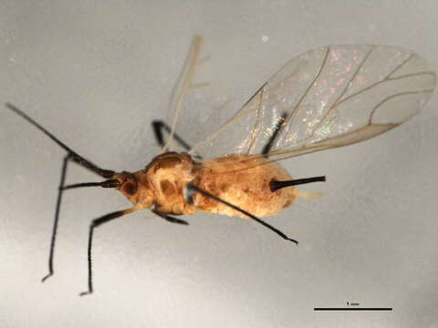 صورة Uroleucon (Uroleucon) nigrotibium (Olive 1963)