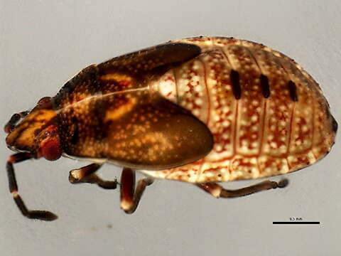 Image of Kleidocerys resedae geminatus (Say & T. 1831)