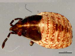 Image of Kleidocerys resedae geminatus (Say & T. 1831)