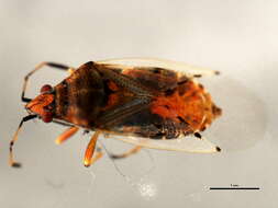 Image of Kleidocerys resedae geminatus (Say & T. 1831)