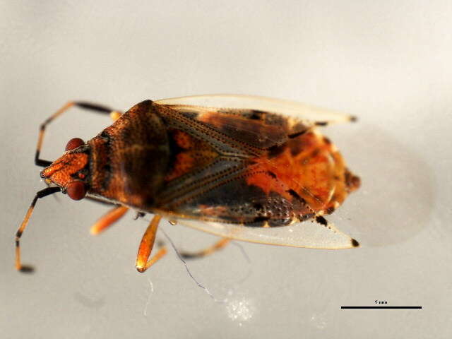 Image of Kleidocerys resedae geminatus (Say & T. 1831)