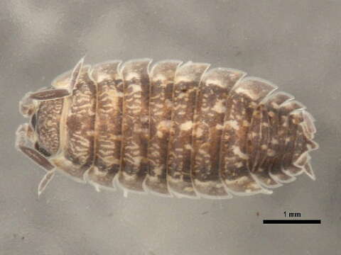 Image of common rough woodlouse