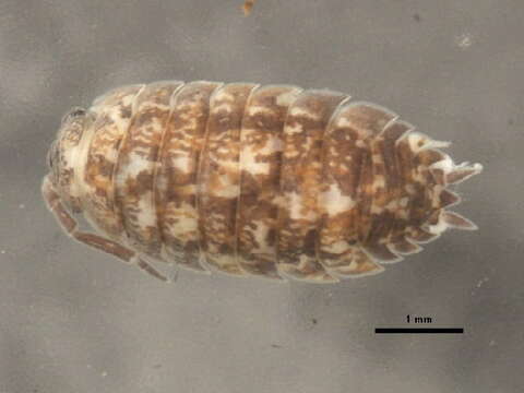 Image of common rough woodlouse