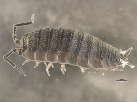 Image of common rough woodlouse