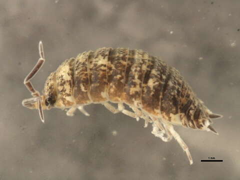 Image of common rough woodlouse