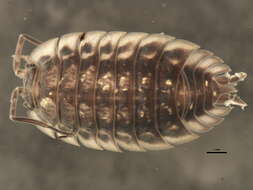 Image of Oniscus Linnaeus 1758