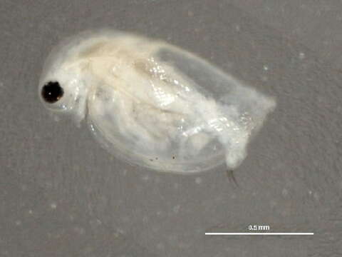 Image of Daphniidae