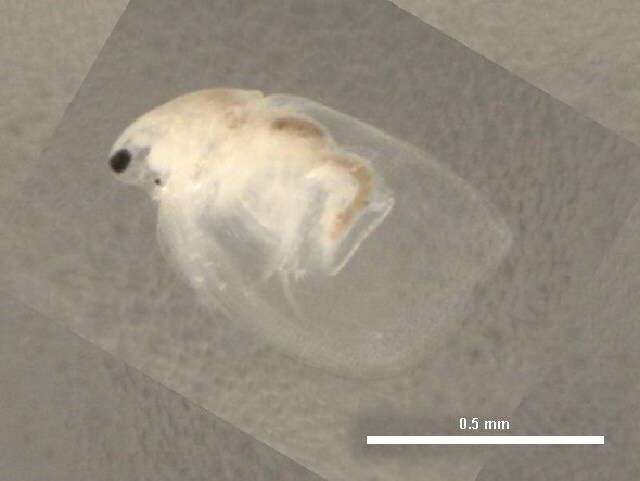 Image of Daphniidae