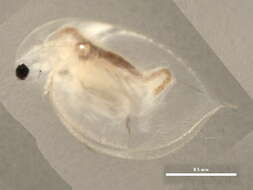 Image of Daphniidae