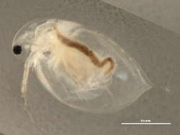 Image of Daphniidae