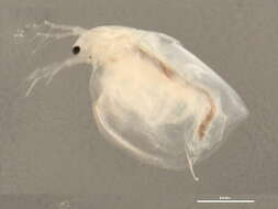 Image of Daphniidae