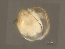 Image of Phyllopoda