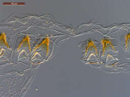 Nasutitermitinae resmi