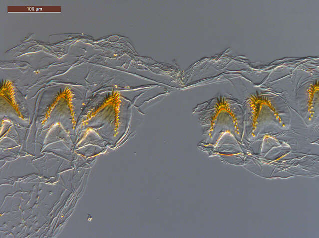 Nasutitermitinae resmi