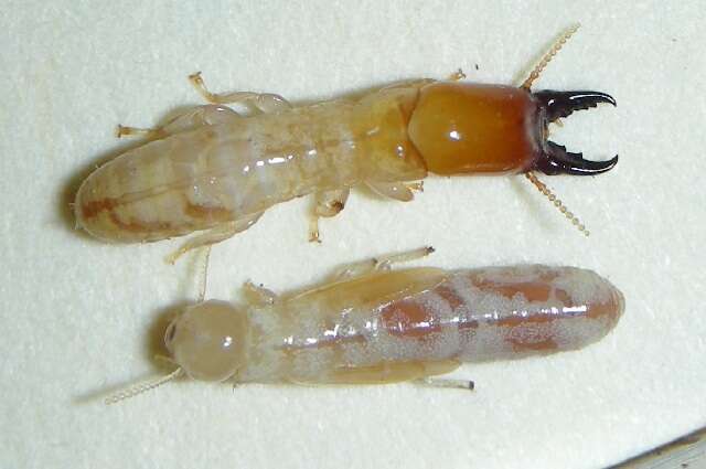 Image of Damp-wood Termites