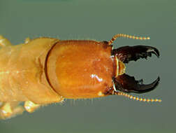 Image of drywood termites
