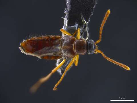 Tetradonia marginalis Reichensperger 1935 resmi