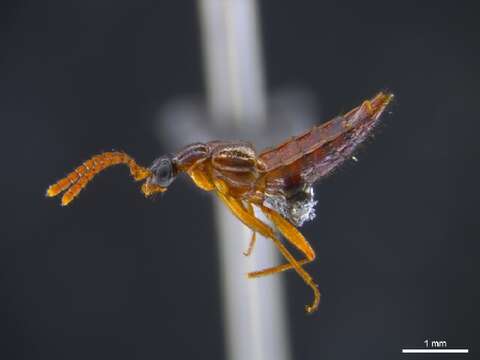 Image of Tetradonia marginalis Reichensperger 1935