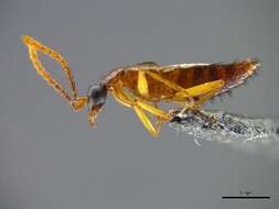 Tetradonia laticeps Jacobson & Kistner 1998 resmi