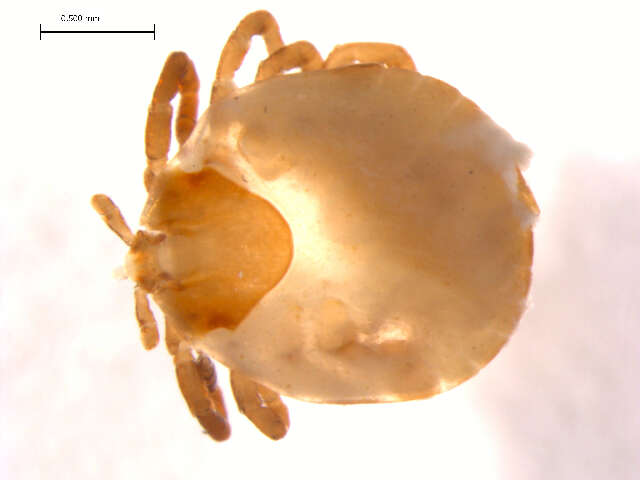 Image of Lone Star Tick