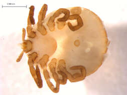 Image of Lone Star Tick